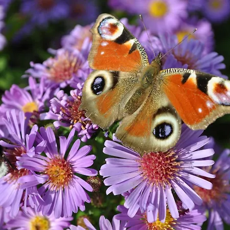 Gæstehus Hunerkogel