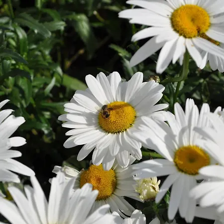 Gasthof Hunerkogel Πανσιόν 3*