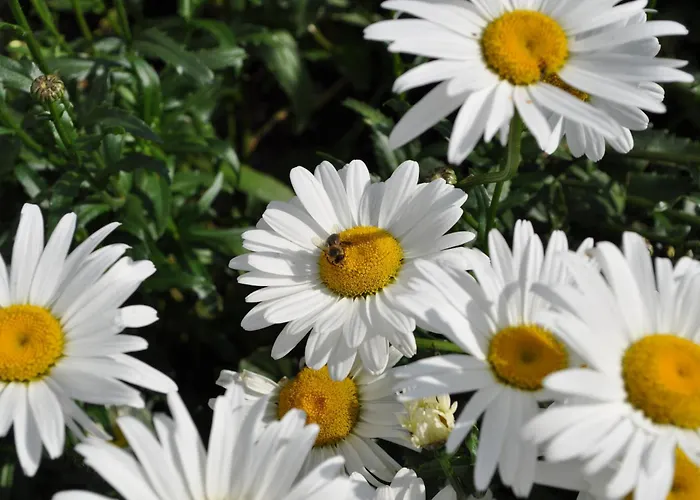 Gasthof Hunerkogel Guest house 3*